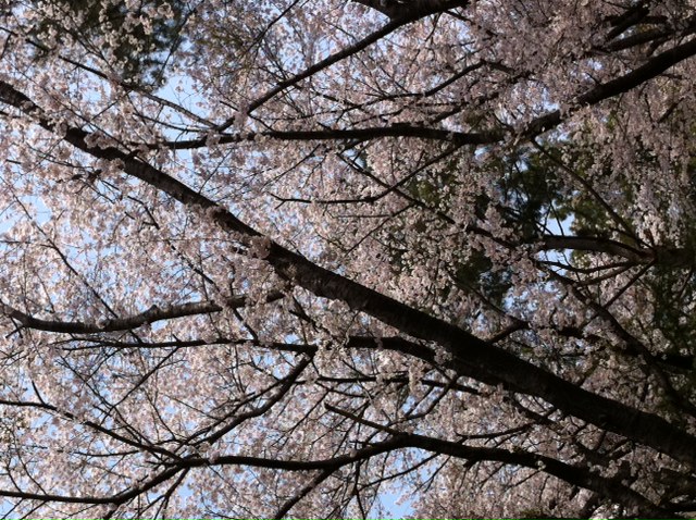 20110410(1).JPG