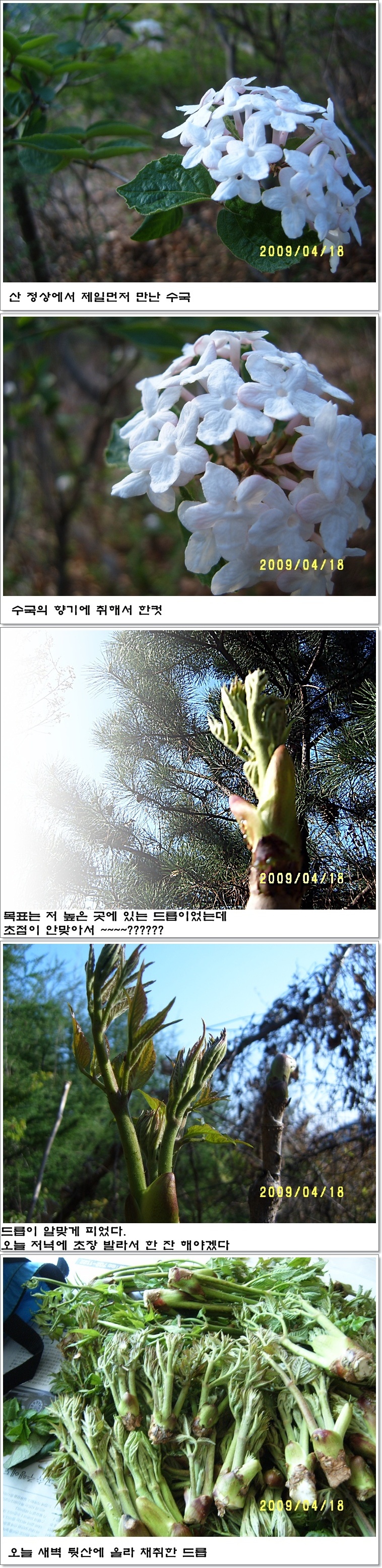 S20090418_vert(드릅산행).jpg