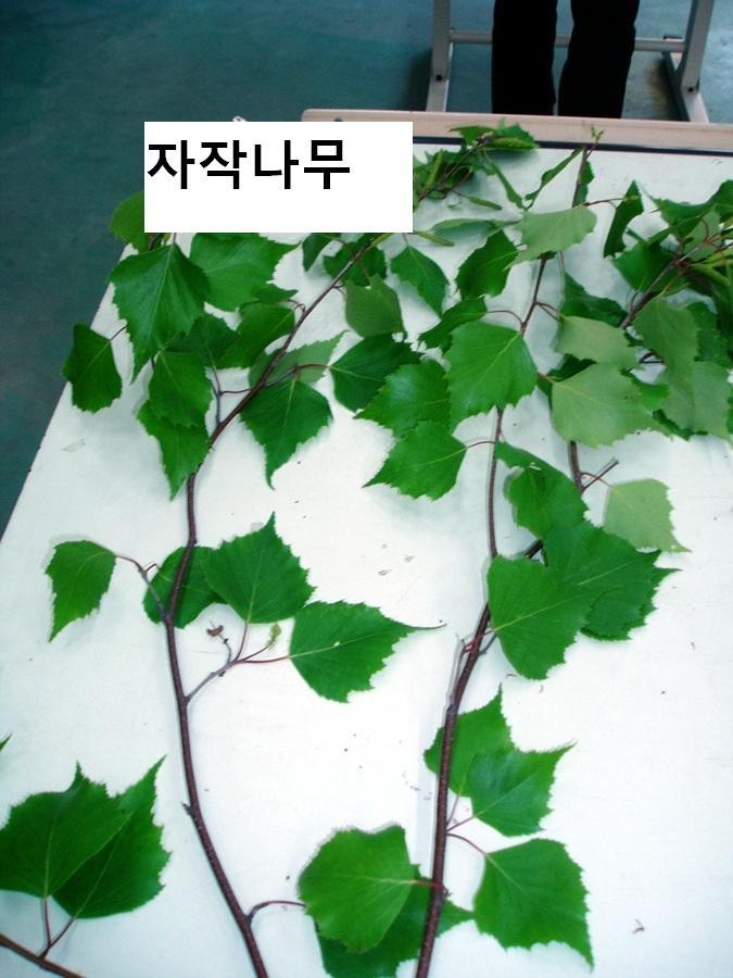 자작나무.jpg : 자작나무의 효능 자작나무.jpg : 자작나무의 효능