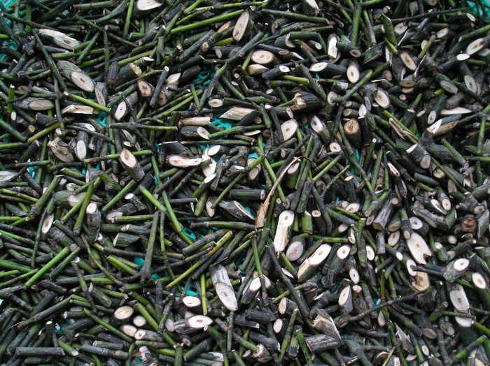 산청목.jpg : 산청목