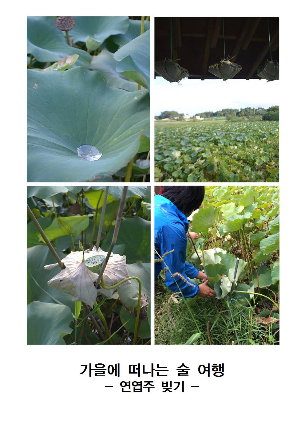 image001.jpg : 2016 가을에 떠나는 술 여행, 연엽주 빚기