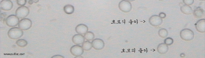 2424.jpg