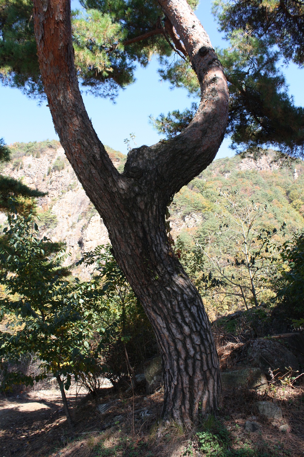 IMG_4486.JPG